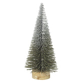 Medium bristle fir tree